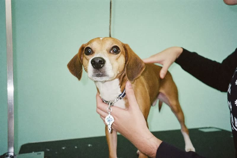 A small dog being handled on a grooming table