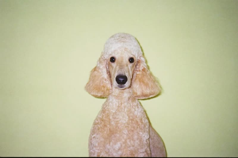 A freshly groomed poodle sitting upright