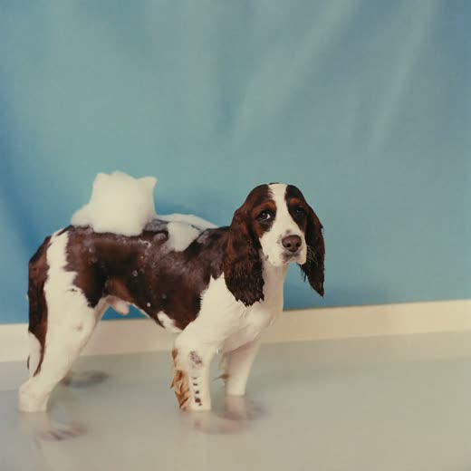 A wet spaniel mid-bath with soap on its coat
