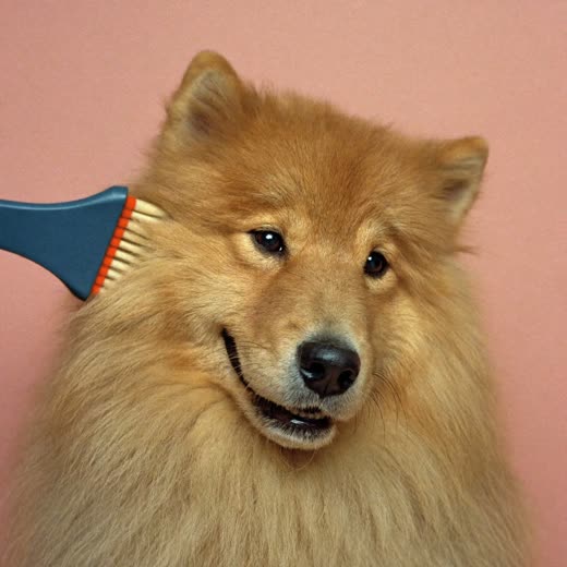 A long-haired dog being brushed out